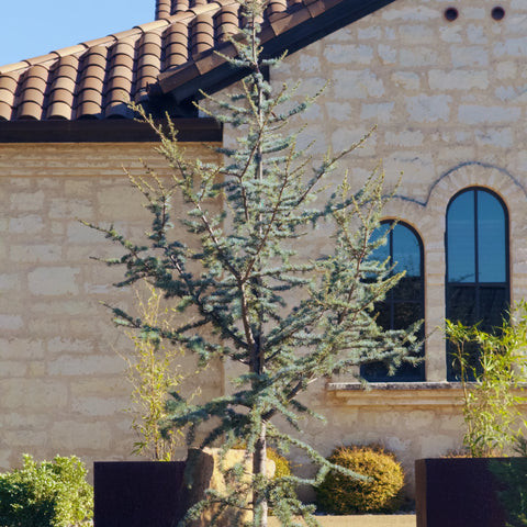 Horstmann' Blue Atlas Cedar | Drought-Tolerant Evergreen Horstmann' Blue Atlas Cedar | Drought-Tolerant Evergreen