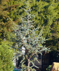 Horstmann Blue Atlas Cedar