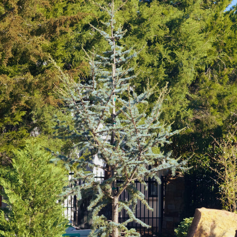 Horstmann' Blue Atlas Cedar | Drought-Tolerant Evergreen Horstmann' Blue Atlas Cedar | Drought-Tolerant Evergreen