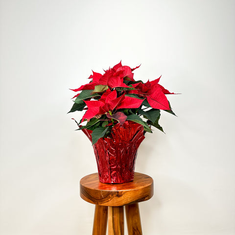 Red Poinsettia