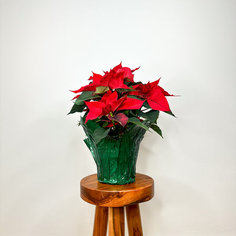 Red Poinsettia