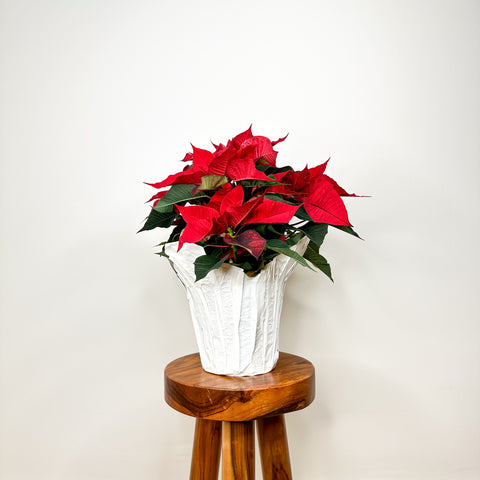 Red Poinsettia