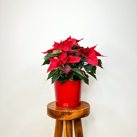 Red Poinsettia