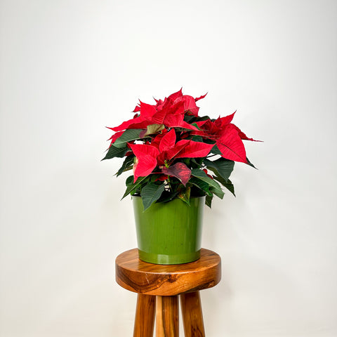 Red Poinsettia