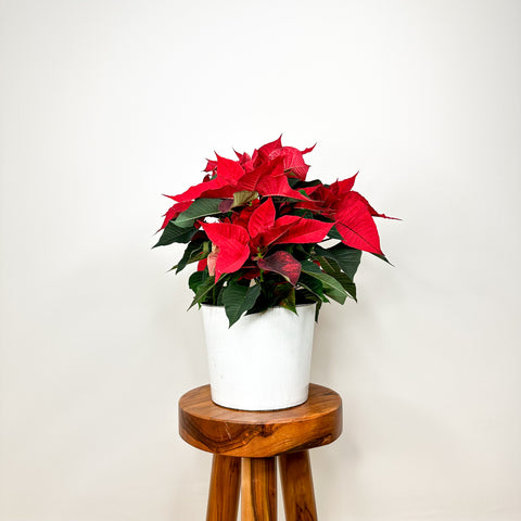 Red Poinsettia