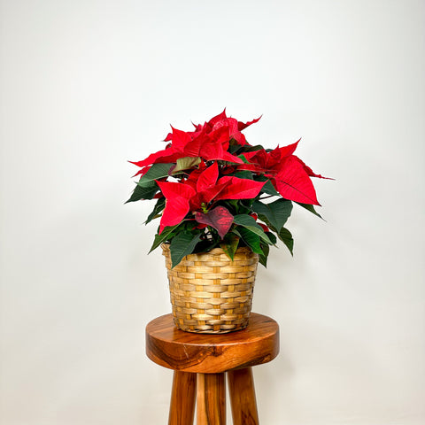 Red Poinsettia