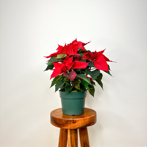 Red Poinsettia