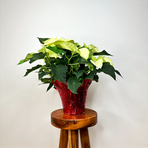 White Poinsettia