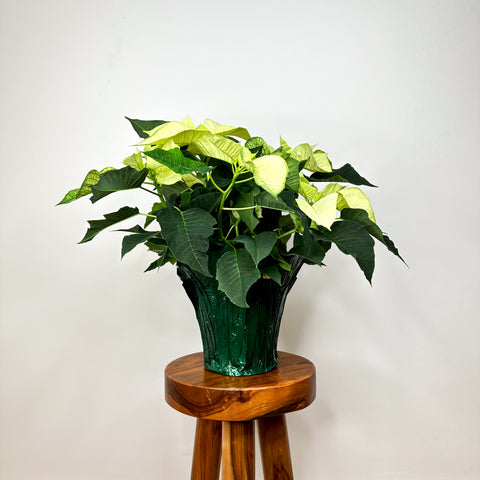 White Poinsettia