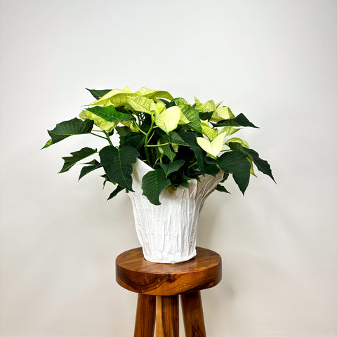 White Poinsettia