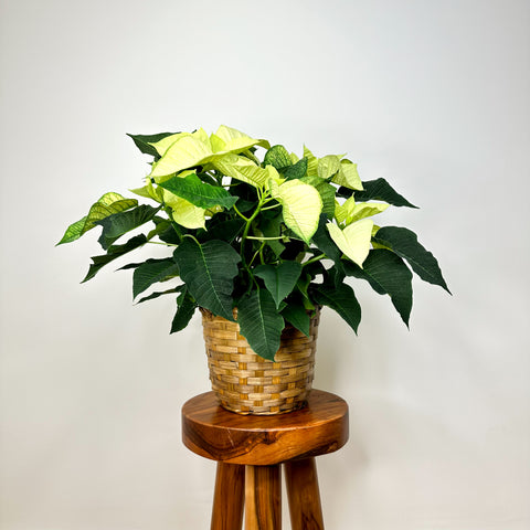 White Poinsettia