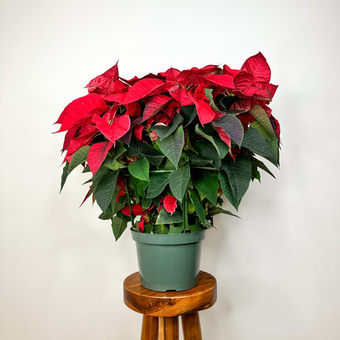 Red Poinsettia