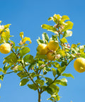 Improved Meyer Lemon Tree