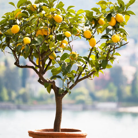 Improved Meyer Lemon Tree