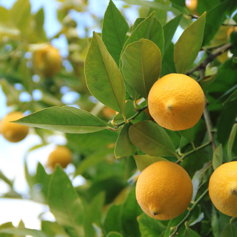 Improved Meyer Lemon Tree