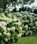 Proven Winners® Incrediball® Smooth Hydrangea