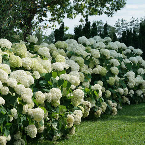 Proven Winners® Incrediball® Smooth Hydrangea