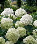 Proven Winners® Incrediball® Smooth Hydrangea