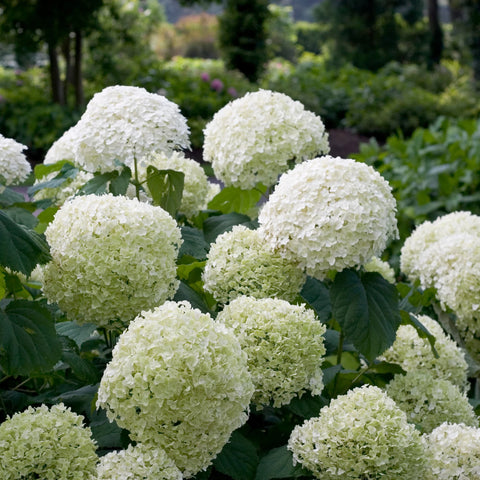 Proven Winners® Incrediball® Smooth Hydrangea