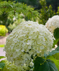 Proven Winners® Incrediball® Smooth Hydrangea