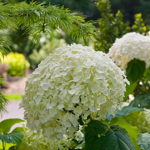 Proven Winners® Incrediball® Smooth Hydrangea