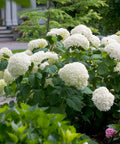 Proven Winners® Incrediball® Smooth Hydrangea