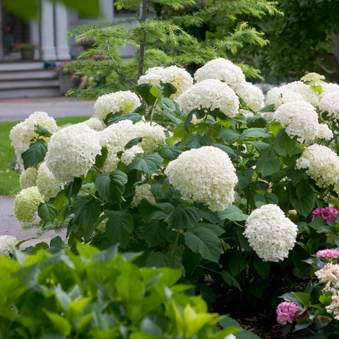 Proven Winners® Incrediball® Smooth Hydrangea