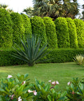 Indian Laurel Column