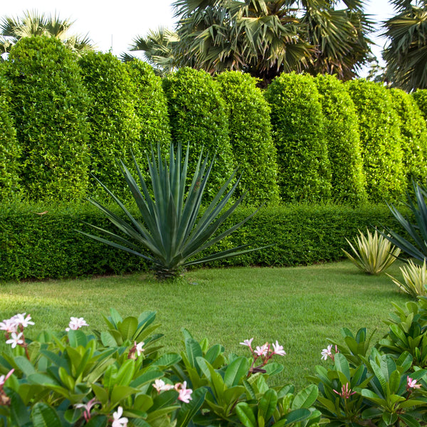 indian laurel house plant Indian Laurel Column Shrub | Fast Growing Privacy Hedge