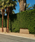 Indian Laurel Column