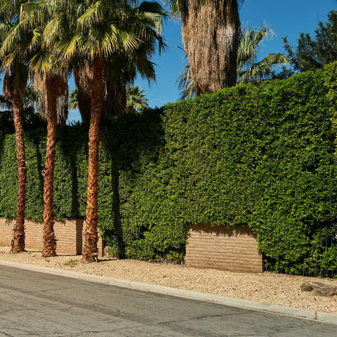 Indian Laurel Column