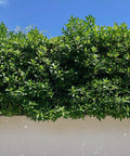 Indian Laurel Column