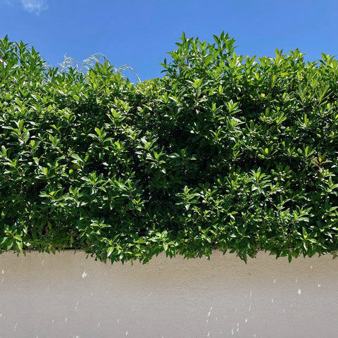 Indian Laurel Column