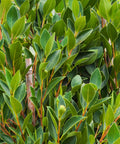Indian Laurel Column