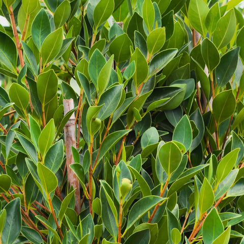 Indian Laurel Column