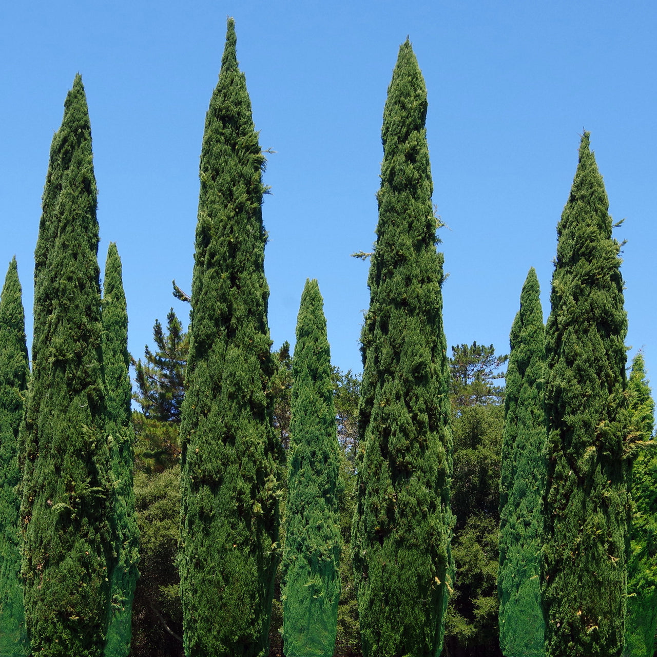 Cyprerss Tree Italian Cypress Tree | Tall Narrow Evergreen for Privacy – Simply Trees