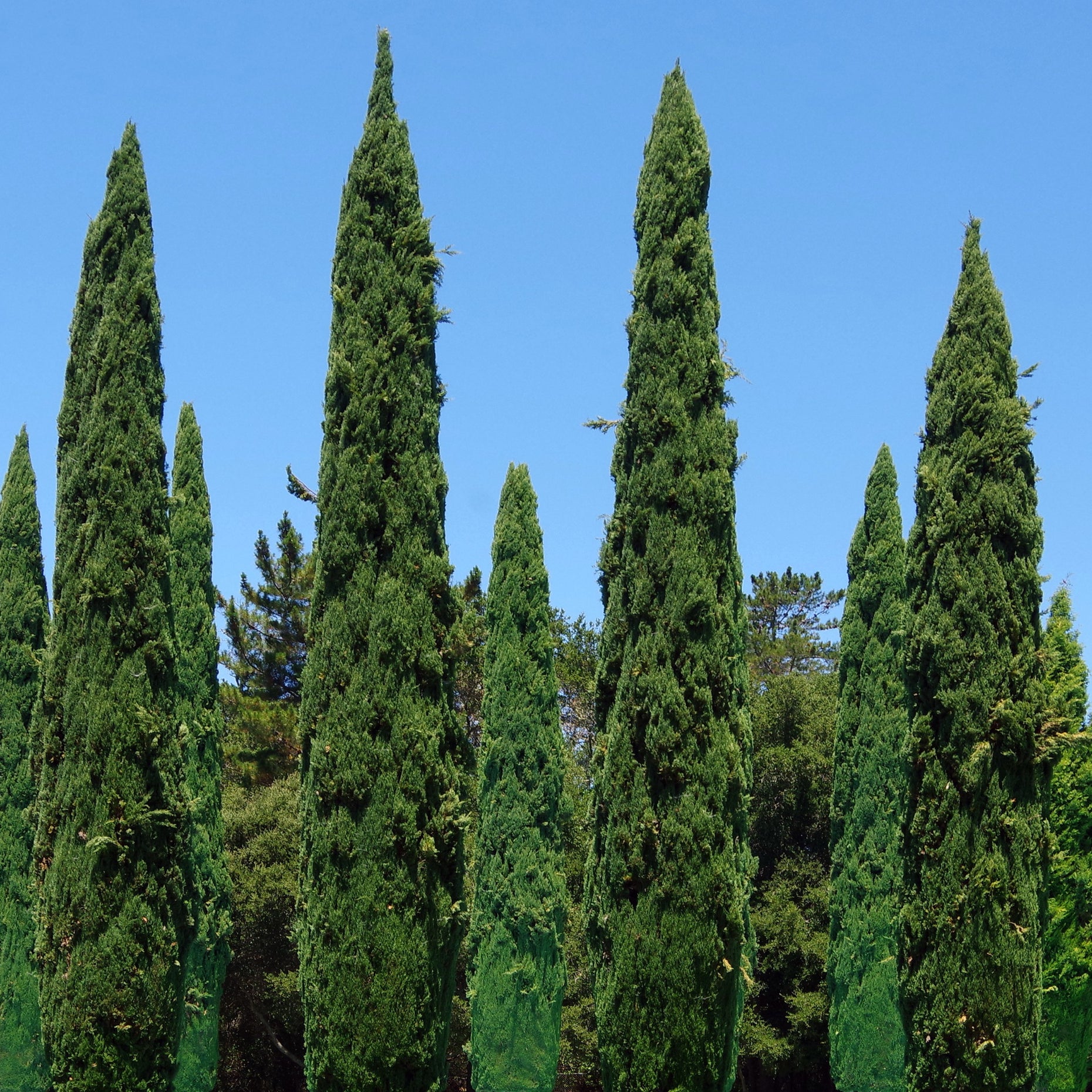 Italian Cypress Tree | Tall Narrow Evergreen for Privacy – Simply Trees
