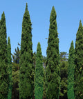 Italian Cypress