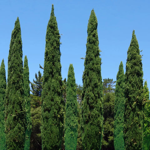 Italian Cypress