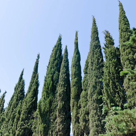 Italian Cypress