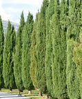 Italian Cypress