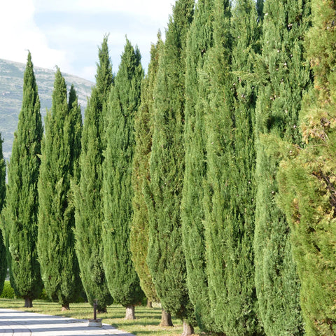 Italian Cypress