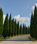 Italian Cypress