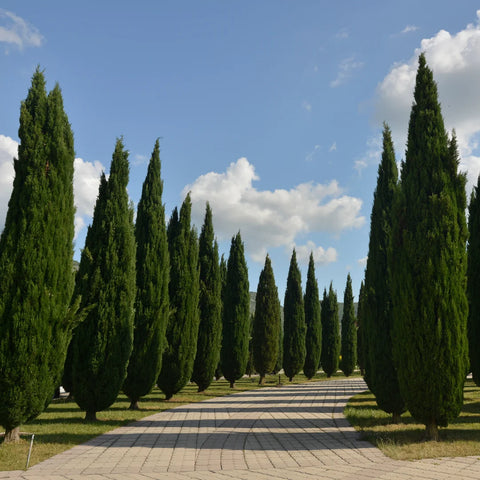 Italian Cypress