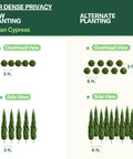 Italian Cypress Planting Guide Simply Trees