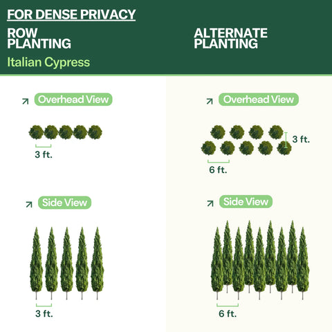 can italian cypress be planted in pots Italian Cypress