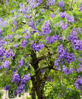 Jacaranda Tree