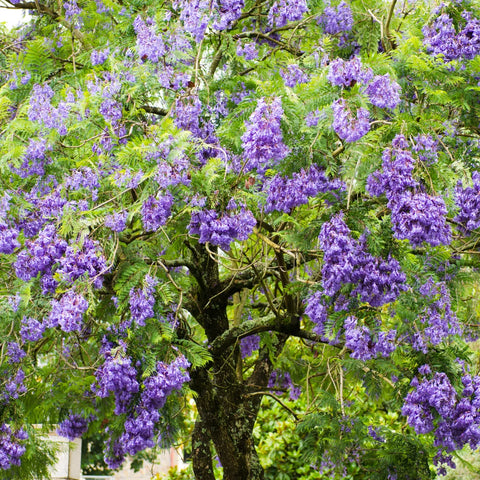 Jacaranda Tree