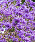 Jacaranda Tree