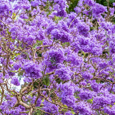 Jacaranda Tree